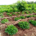 Agroforestry