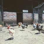 Improved Chicken