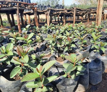 Guava seedlings